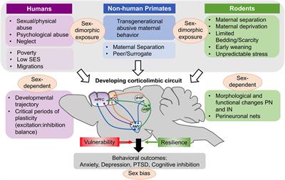 Effects of Early Life Stress on the Developing Basolateral Amygdala-Prefrontal Cortex Circuit: The Emerging Role of Local Inhibition and Perineuronal Nets